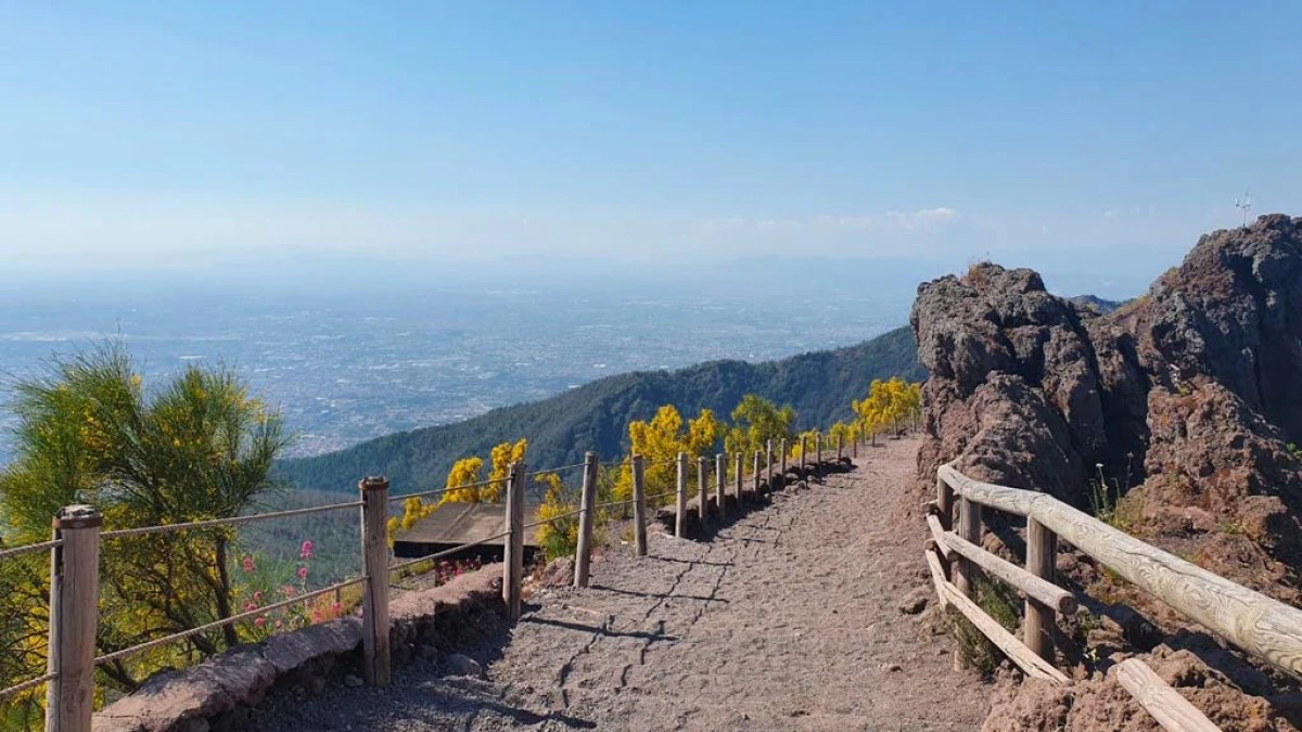 a tree with a mountain in the background