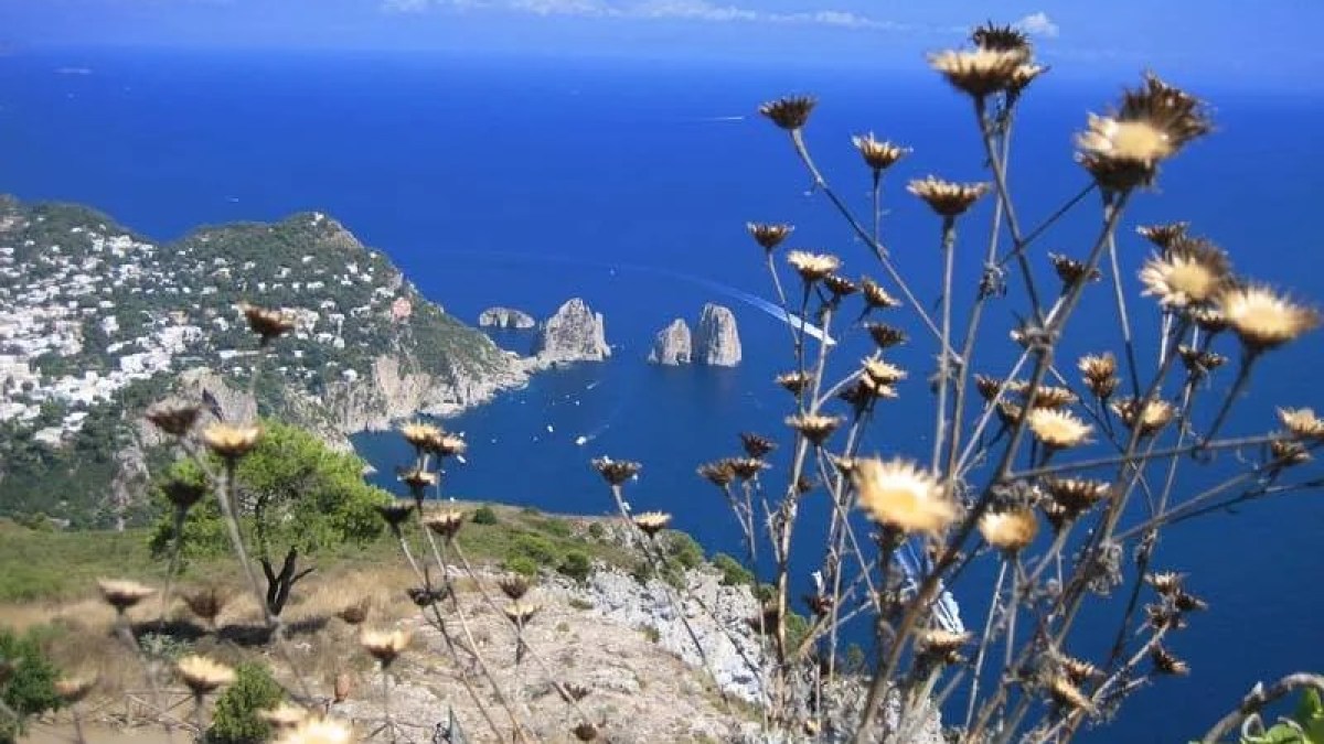 a flock of seagulls standing on the side of a mountain