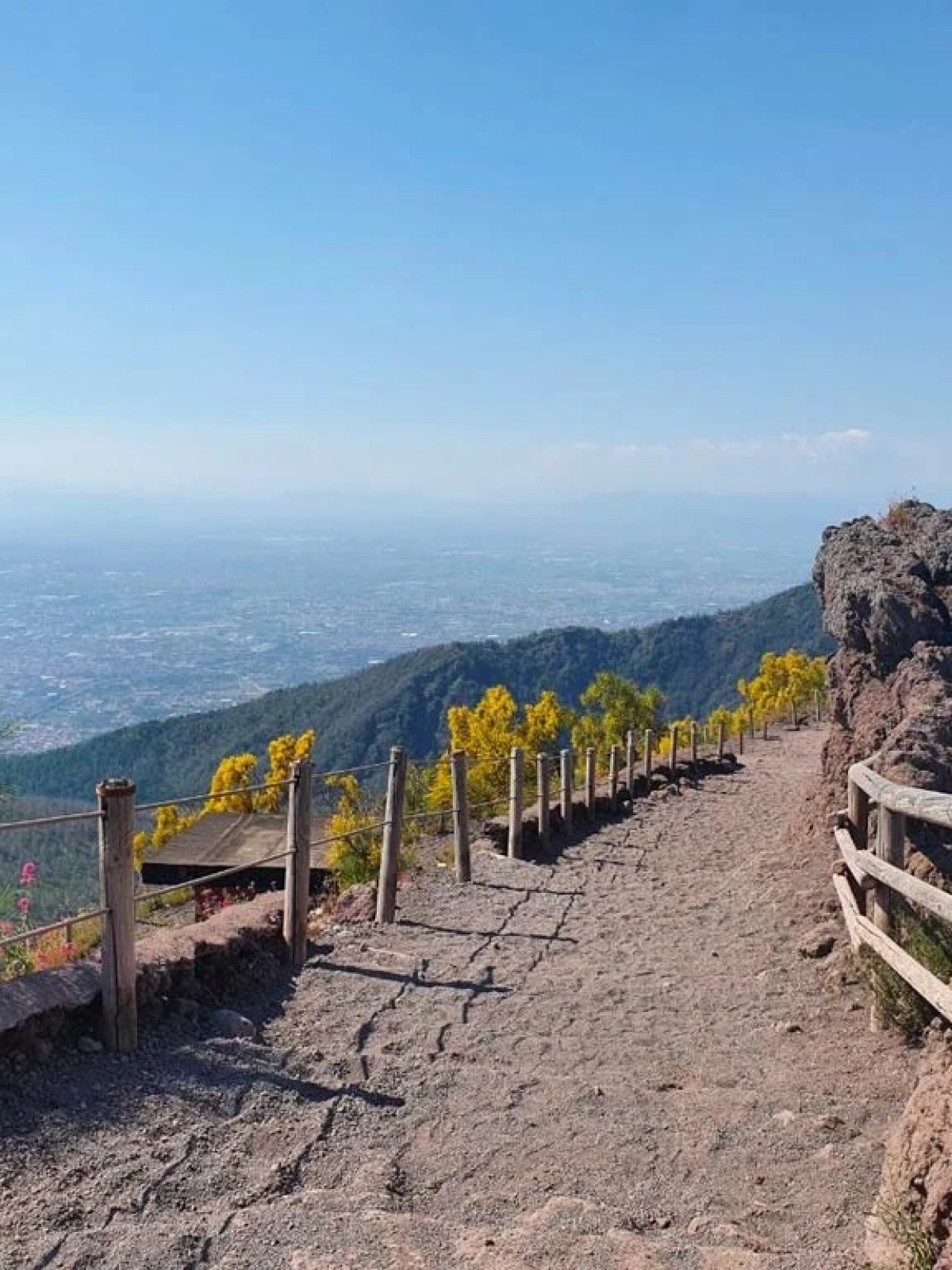 a tree with a mountain in the background