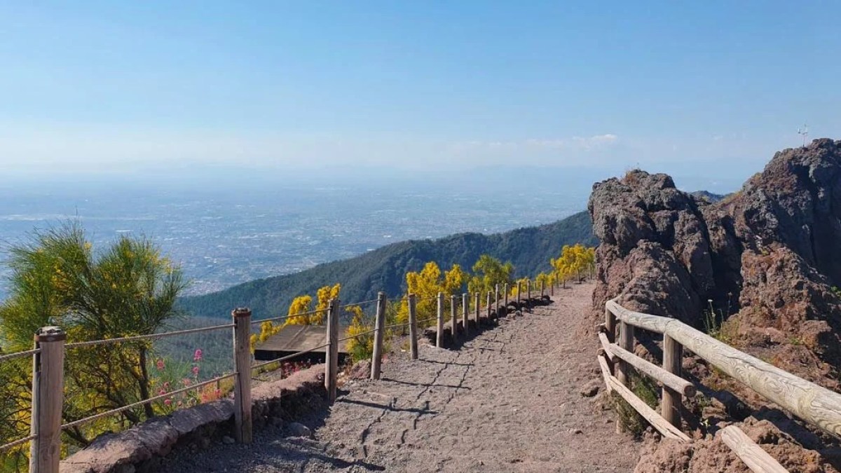a tree with a mountain in the background
