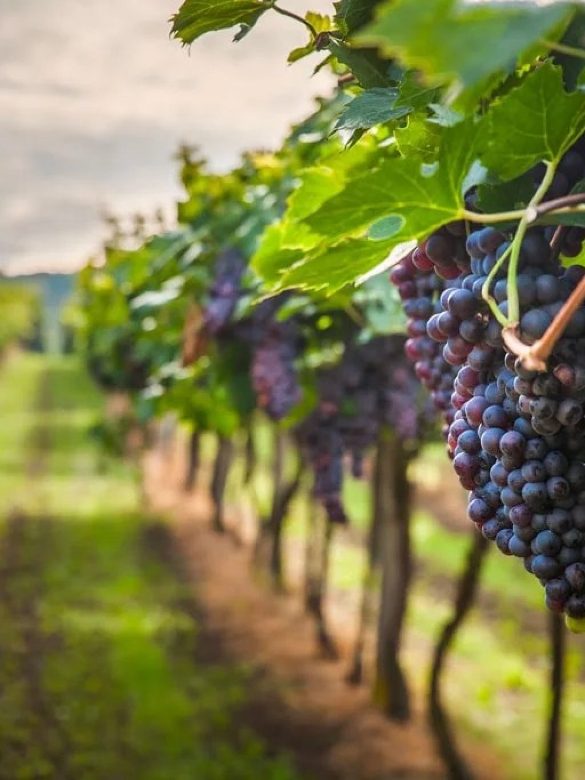 a close up of fruit on a branch