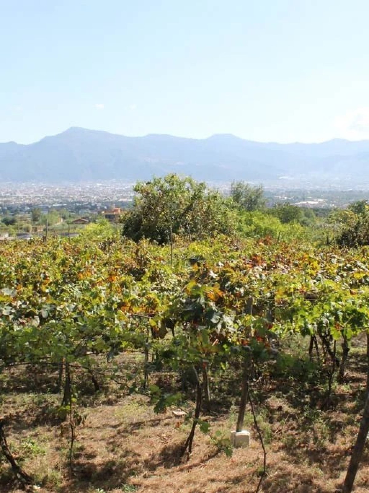 a tree with a mountain in the background